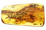 Partial Fossil Winged Termite (Mastotermitidae?) In Baltic Amber #278614-1